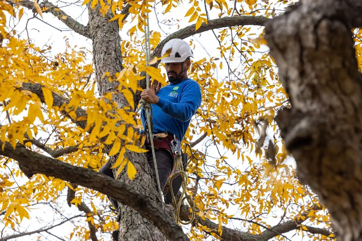 Skilled Tree Pruning crew working in Spruce Pine